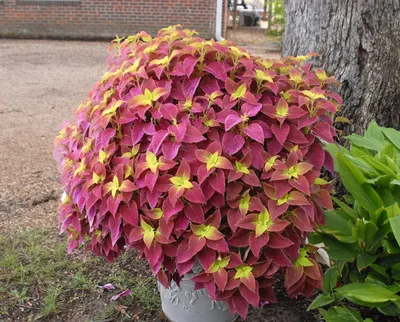 Coleus scutellarioides (колеус, колеус волшебник, окрашенная крапива, висячий колеус) | Набор инструментов для садовых растений Северной Каролины картинки