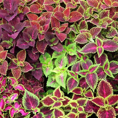 Coleus Flower Garden Seeds - Jazz Combo Mix - 1000 Seeds - Однолетние семена цветов для садоводства - Комнатное растение / Листва - Walmart.com картинки