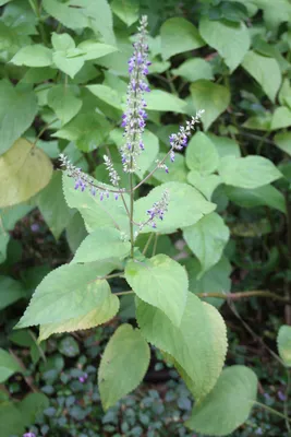 Coleus scutellarioides - Википедия картинки