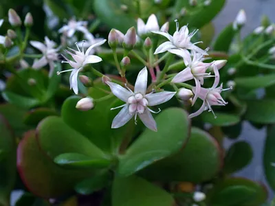 Crassula ovata (Нефритовое растение) - Мир цветковых растений картинки