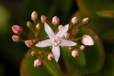 Файл:Crassula ovata RTBG.jpg — Википедия картинки