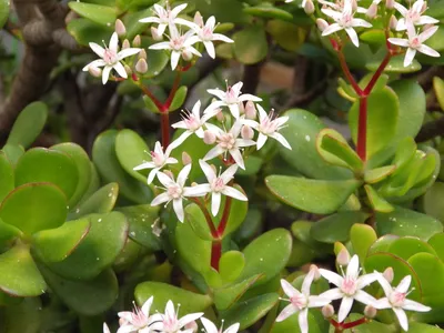 Crassula ovata (Baby Jade, Китайский каучуконос, Карликовый каучуконос, Нефритовый завод, Нефритовое дерево, Японский каучуконос) | Набор инструментов для садовых растений Северной Каролины картинки