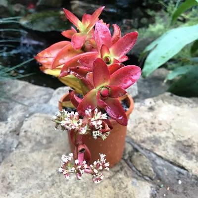 Crassula Capitella Campfire — myBageecha картинки