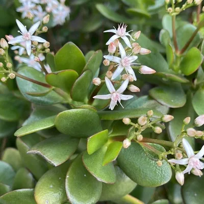 Crassula ovata E.Mey. бывший Гарв. \u0026 Sond., Денежное растение (Западная Европа) - идентификация Pl@ntNet картинки