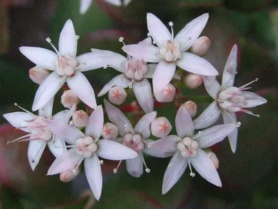 Фото: Цветок Crassula ovata | Крассула \ u0026 Sedum + Sedeveria. альбом | Cok Grootscholten Succulent World .. картинки