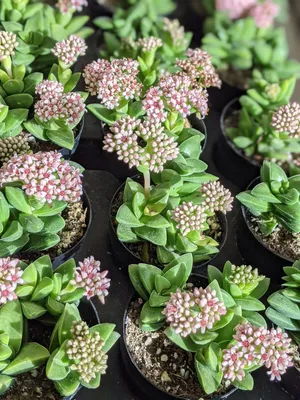 Crassula 'springtime' живое цветение суккулентов - Etsy.de картинки