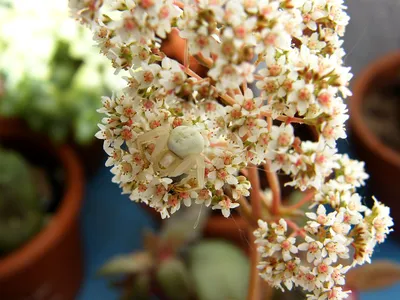 Инопланетянин в цветке крассулы! | Crassula orbicularis v.rosularis… | Flickr картинки