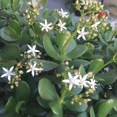 Jade Crassula Ovata Красный Красочный Кактус Суккулентное Цветение 2 Черенки | eBay картинки