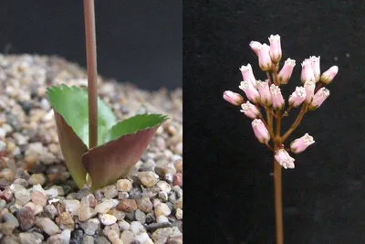 Фото: Crassula saxifraga Ni. | Крассула \ u0026 Sedum + Sedeveria. альбом | Cok Grootscholten Succulent World .. картинки