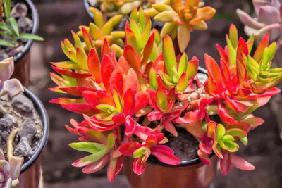 Руководство по уходу за суккулентами Crassula Capitella Campfire - Sublime Succulents картинки