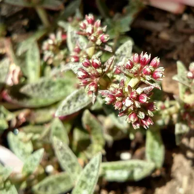 Crassula exilis subsp. picturata, Tiger Jade - загружено @lovestogarden картинки