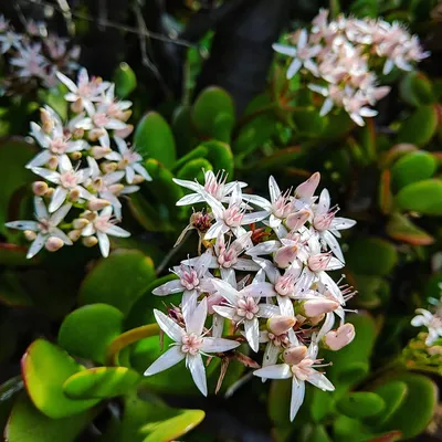 Нефрит (Crassula ovata) - Сорняки Мельбурна картинки