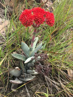 Красное сокровище (Crassula perfoliata) · iNaturalist картинки