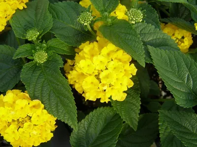 Creative Farmer Flower Seeds Fragrance Yellow Lantana Seeds - Желтые цветы Многолетние семена цветов Разнообразие 20 семян Огород Семена Pack: Amazon.in: Garden \ u0026 Outdoors картинки