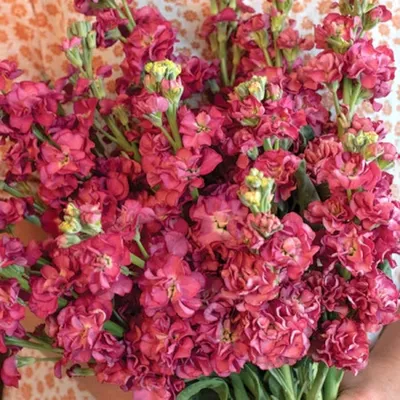 Stock Vintage Brown Flower Matthiola Incana 10 Seeds Unusual - Etsy Россия картинки