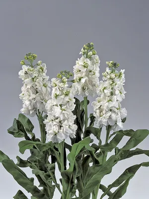 Серия Matthiola (Stock) Noble™ - American Takii картинки