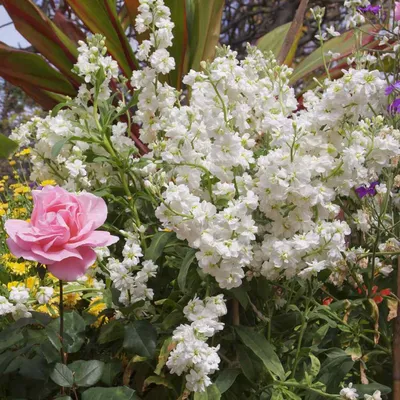 Stock Seeds - Matthiola Incana White Flower Seed картинки