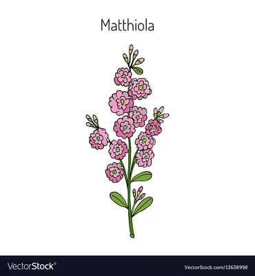 Matthiola iincana Лицензионное векторное изображение - VectorStock картинки