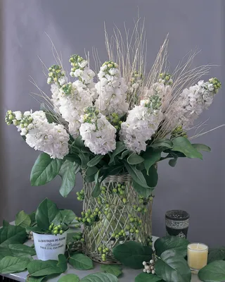 Аранжировка Matthiola Canneto White - American Takii картинки