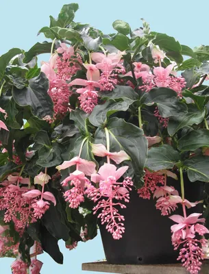 M-Tech Gardens Rare Medinilla magnifica Hanging Plant 1 Healthy Live Flower Plant : Amazon.in: Garden & Outdoors картинки