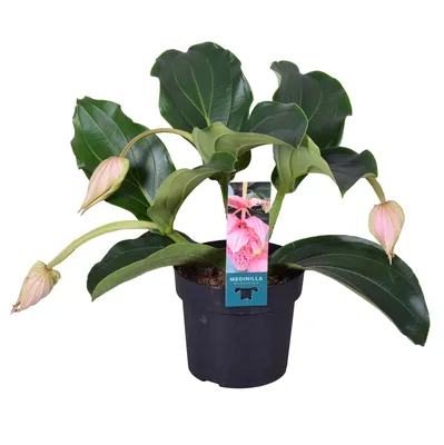 Medinilla magnifica magnifica pinubato Taste 4 in atmosphärischen rosa Geschenkbeutel - FloraStore картинки