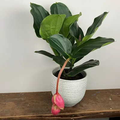 Medinilla magnifica (размер горшка 17 см) Розовый виноград / Розовый фонарь - The Boma Garden Center картинки