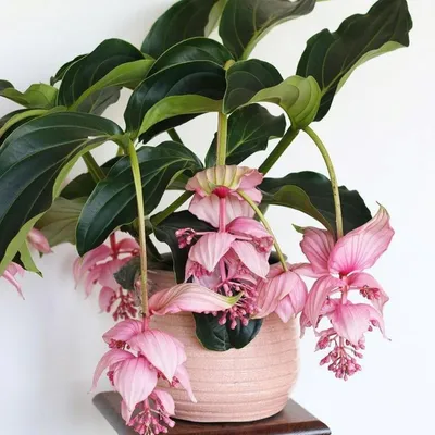 Мединилла Магнифика - Jiffy Plants картинки