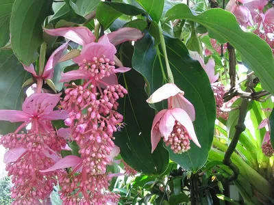 M-Tech Gardens Rare Medinilla magnifica Hanging Plant 1 Healthy Live Flower Plant : Amazon.in: Garden & Outdoors картинки