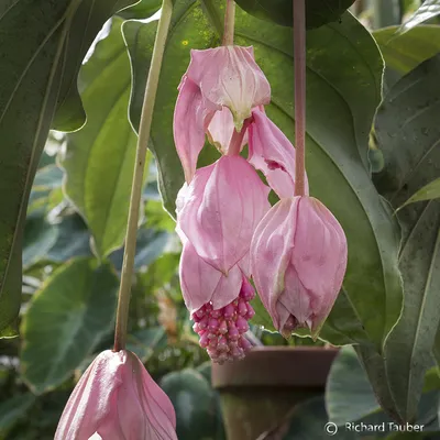 Medinilla magnifica - Консерватория цветов картинки
