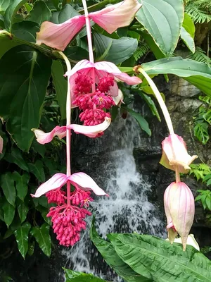 Aiden Gardens Rare Indoor Pink Lady Medinilla Flower Plant Medinilla Magnifica Malaysian Orchid Rose Grape 1 Healthy Live Plant : Amazon.in: Garden \ u0026 Outdoors картинки