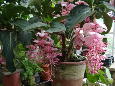 Файл:Medinilla magnifica OB10.jpg — Викисклад картинки
