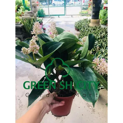 GardenMart4u> Мединилла Цветок Живое Растение Покок Хидуп Бунга 大珍珠花 | Shopee Малайзия картинки