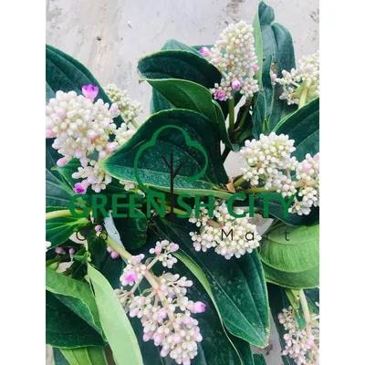 GardenMart4u> Мединилла Цветок Живое Растение Покок Хидуп Бунга 大珍珠花 | Shopee Малайзия картинки