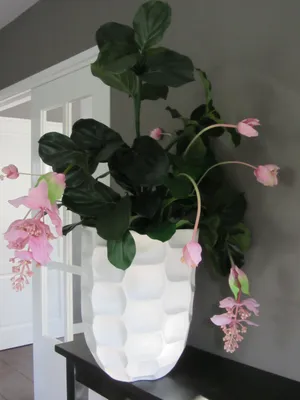 Waanzinnige onderhoudsvrije medinilla combinatie. www.abonneefleur.nl | Комнатные цветы, Комнатные растения, Комнатные растения в декоре картинки