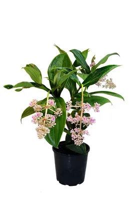 Aiden Gardens Rare Pink Medinilla Flower Plant Medinilla myriantha Malaysian Orchid 1 Здоровое живое растение : Amazon.in: Garden \ u0026 Outdoors картинки