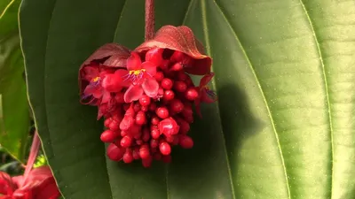 Выращивание редкой красной мединиллы (Medinilla miniata) - YouTube картинки