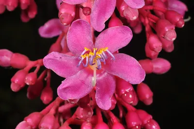 Medinilla magnifica (Melastomataceae), изображение 141539 на PhytoImages.siu.edu картинки