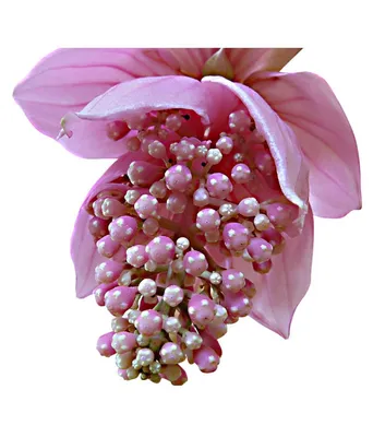 Nema Rare Lantern Мединилла Цветочные Семена-Розовые - 100Pcs: Купить Nema Rare Lantern Мединилла Цветочные Семена-Розовые - 100Pcs Онлайн по низкой цене - Snapdeal картинки