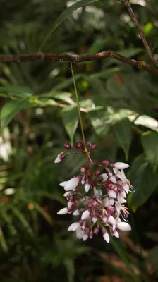 Medinilla dolichophylla (Melastomataceae) изображение 63973 на PhytoImages.siu.edu | Растения, Садовый ландшафт, Пейзаж картинки