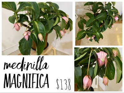 Medinilla Magnifica – розовый виноград – филиппинская орхидея; цветение в китайских юанях, мебель и домашняя жизнь, садоводство, растения и семена на карусели картинки