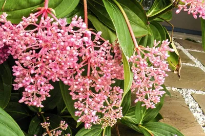 Athidhi Garden Medinilla Flower Medinilla Magnifica (Candy Pink) Live Plant : Amazon.in: Garden & Outdoors картинки