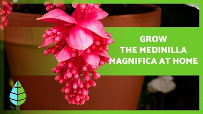 УХОД ЗА MEDINILLA MAGNIFICA 🌸🌿 (температура, свет, полив и субстрат) - YouTube картинки