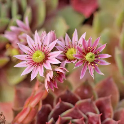 Sempervivum Blooms: визуальное руководство - Mountain Crest Gardens картинки