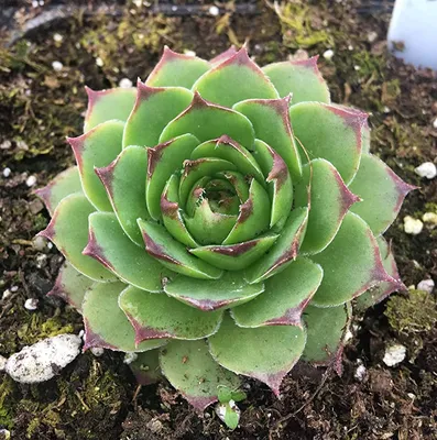 Мини-сад Sempervivum tectorum куры и цыплята Кактус Кактусы Сочные настоящие живые растения: патио, газон и сад — Amazon.com картинки