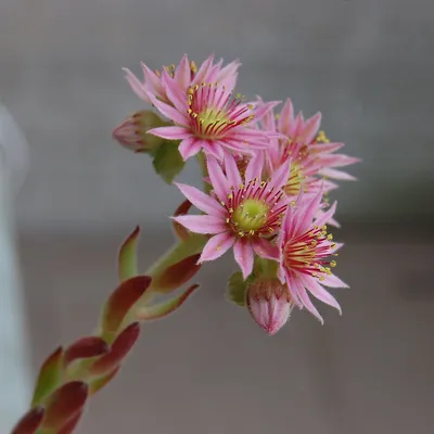 Цветок Sempervivum tectorum | Или обыкновенный доморощенный. | Иштван | Flickr картинки