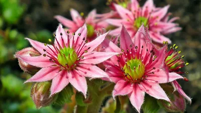 Фото Sempervivum Розовый цветок вблизи 3840x2160 картинки