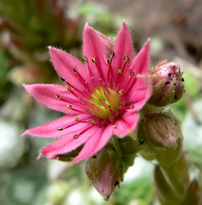 Файл:Sempervivum arachnoideum flower.jpg — Викисклад картинки