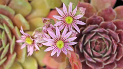 Sempervivum Blooms: визуальное руководство - Mountain Crest Gardens картинки