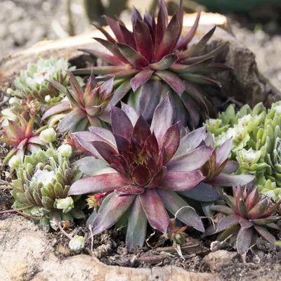 Семена засухоустойчивых кур и цыплят Sempervivum для почвопокровных растений картинки