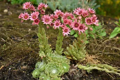 Цветут ли растения кур и цыплят (Sempervivum)? | Путь садовника картинки